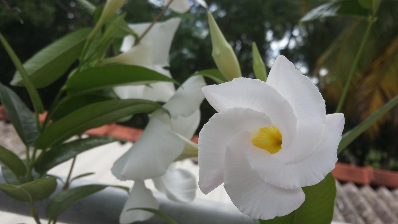 Rich Resort&Restaurant Anuradhapura Exterior foto